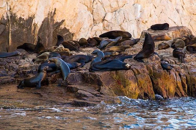 Enjoy Cabo San Lucas City Tour and Amazing Sea Adventure to Lands End! - Tour Conditions