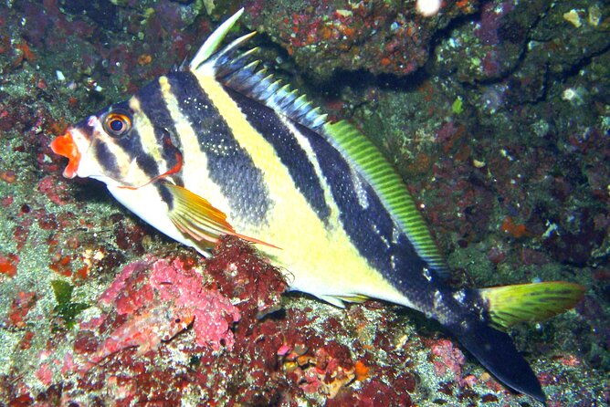Enjoy Diving in Izu,Discover Scuba Diving for Nondiver. - Key Points