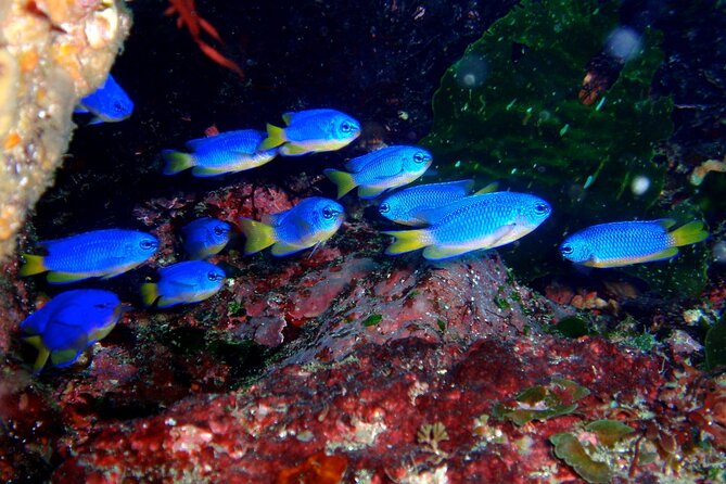 Enjoy Diving in Izu,Discover Scuba Diving for Nondiver. - Schedule and Duration