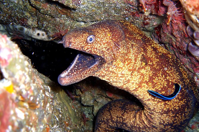 Enjoy Diving in Izu,Discover Scuba Diving for Nondiver. - Exploring the Underwater World of Izu