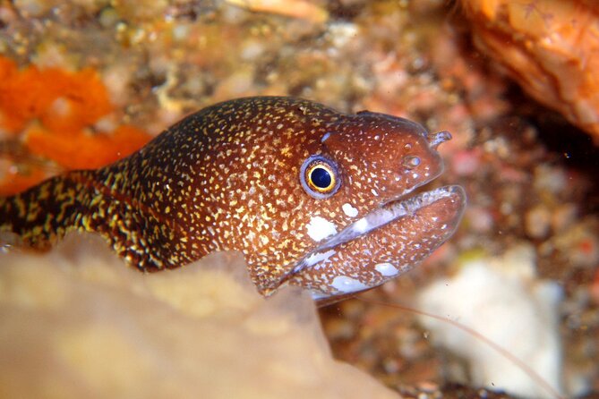 Enjoy Diving in Izu,Discover Scuba Diving for Nondiver. - Why Choose Dive Dream for Your Izu Adventure