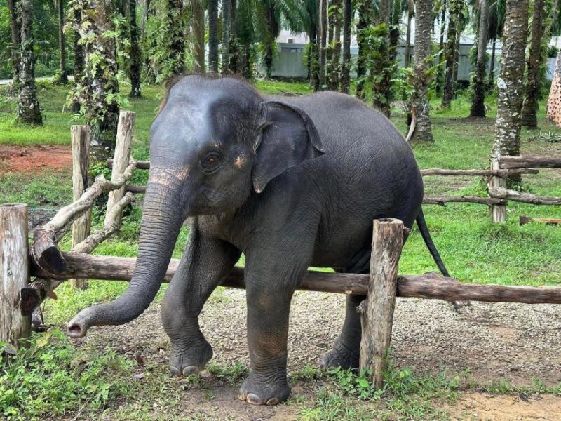 Enjoy Elephant Bathing & Herb With Elephant - Pickup Information
