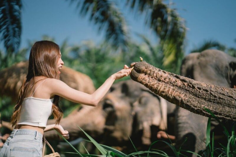 Enjoy Elephant Bathing & Herb With Elephant - What to Bring
