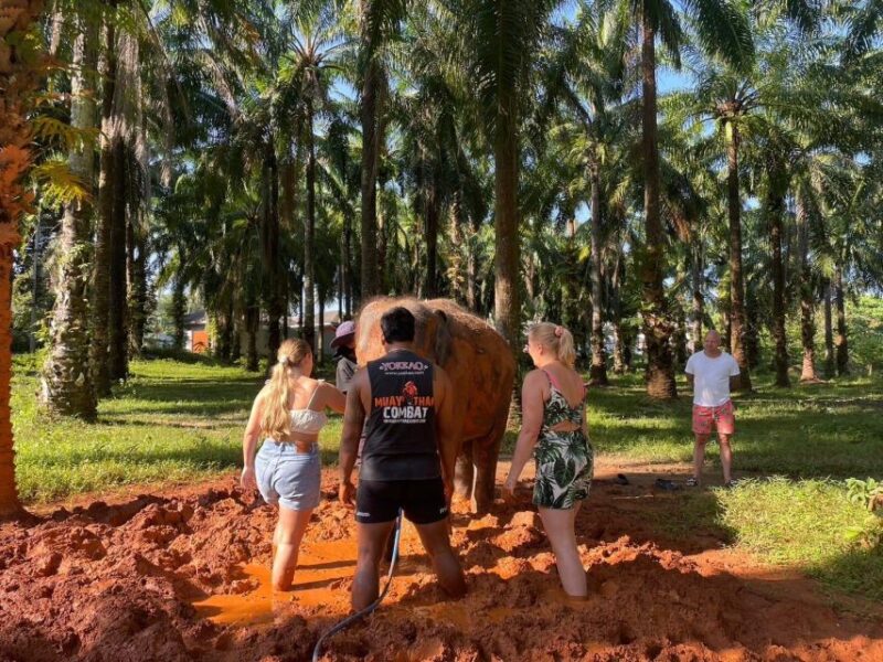 Enjoy Elephant Bathing & Herb With Elephant - Jungle Walk