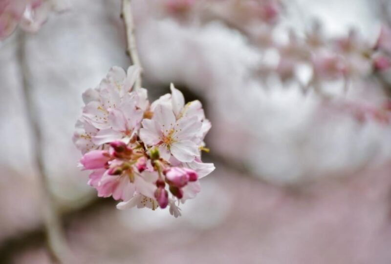 Enjoy Japan With Five Senses, Wagashi & Tea Ceremony Tokyo - Inclusions