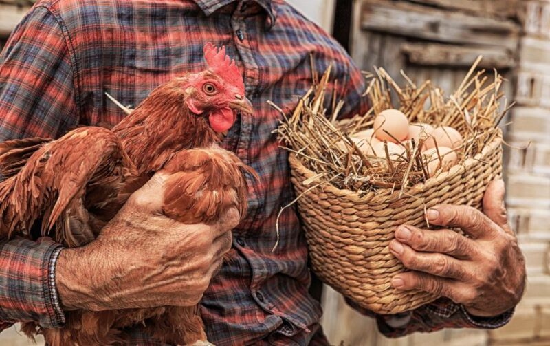 Enjoy Lunch With Pure Products From the Corfu Farm - Key Points
