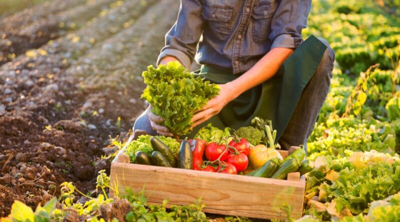 Enjoy Lunch With Pure Products From the Corfu Farm - Taste of Corfu