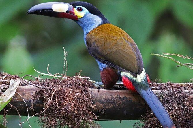 Enjoy The Beauty Of The Birds Of The Northwest - Key Points
