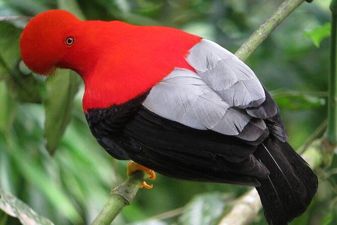 Enjoy The Beauty Of The Birds Of The Northwest - Traveler Requirements and Restrictions