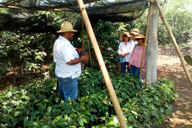 Enjoy the Coffee Route in Coatepec Magical Town - Tour Itinerary Highlights