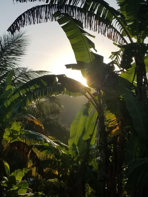 Enjoy the Outskirts of Ocho Rios by Visiting the Rural Areas - Pricing and Reservations