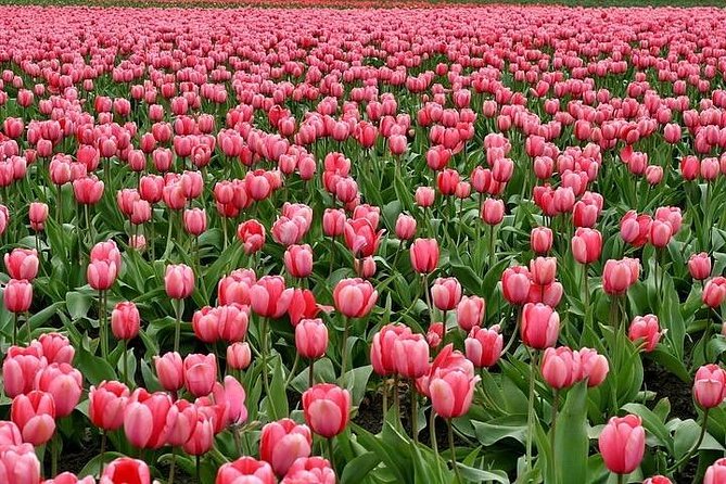 Enjoy the Tulip Fields by Bicycle With a Local Guide! Tulip Bike Tour! - Included Amenities