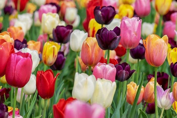 Enjoy the Tulip Fields by Bicycle With a Local Guide! Tulip Bike Tour! - Meeting and End Points