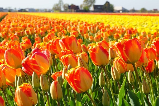 Enjoy the Tulip Fields by Bicycle With a Local Guide! Tulip Bike Tour! - Participant Guidelines