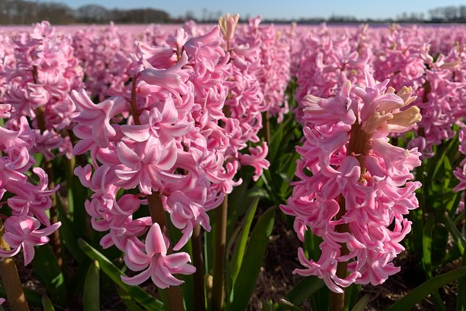 Enjoy the Tulip Fields by Bicycle With a Local Guide! Tulip Bike Tour! - Reviews and Feedback