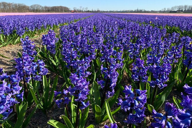 Enjoy the Tulip Fields by Bicycle With a Local Guide! Tulip Bike Tour! - Booking Information