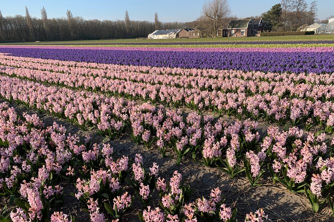 Enjoy the Tulip Fields by Bicycle With a Local Guide! Tulip Bike Tour! - Additional Details