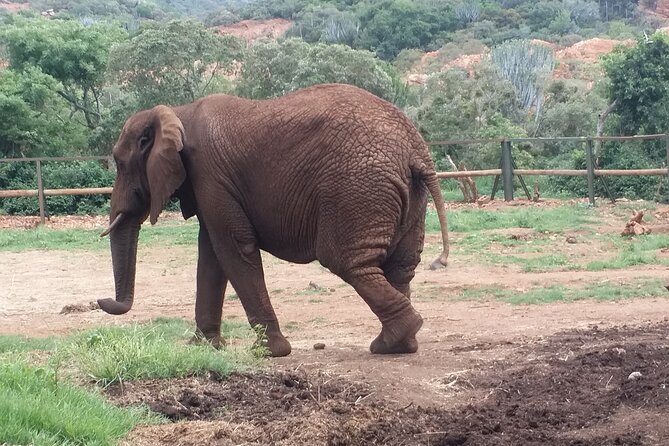 Enlightening Elephants And Monkeys Sanctuary Guided Day Tour - Elephant Sanctuary
