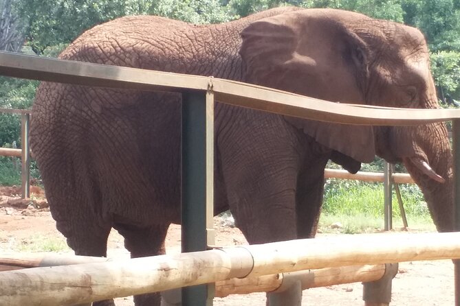 Enlightening Elephants And Monkeys Sanctuary Guided Day Tour - Bush Babies Monkey Sanctuary