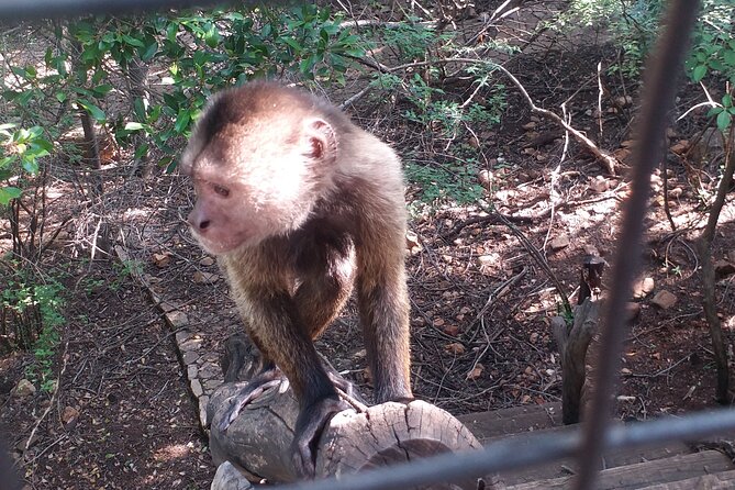 Enlightening Elephants And Monkeys Sanctuary Guided Day Tour - Transportation and Accessibility