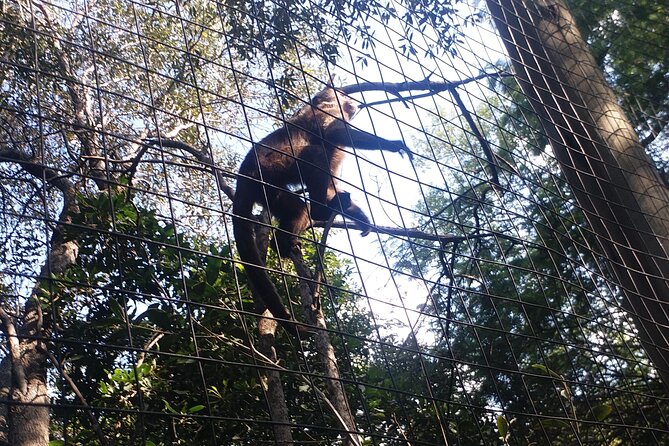 Enlightening Elephants And Monkeys Sanctuary Guided Day Tour - Booking and Pricing