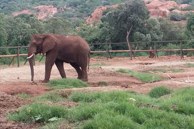 Enlightening Elephants And Monkeys Sanctuary Guided Day Tour - Guest Reviews