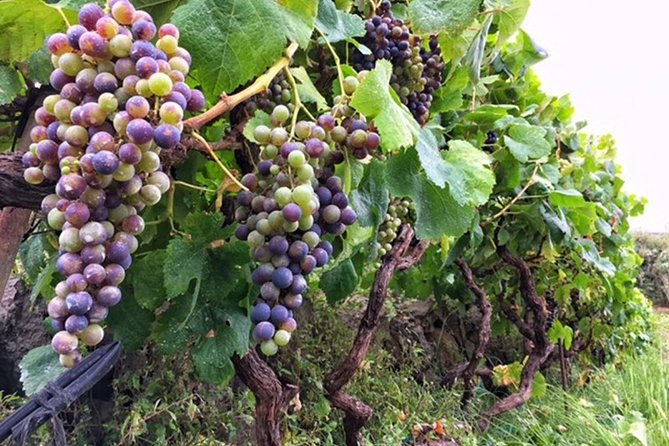 Enogastronomic Tour- 4 Hours in Tenerife - Exploring Bodegas Monje