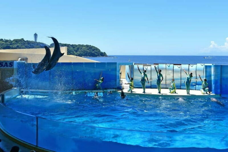 Enoshima Aquarium: Admission Ticket - Exploring the Enoshima Aquarium: What You Can Expect