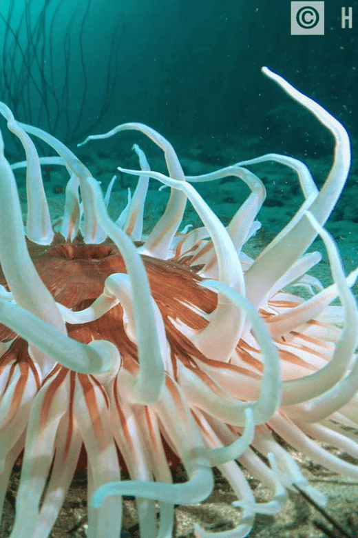Ensenada: Bahia De Arbolitos Snorkeling Tour With Lunch - Participant Guidelines
