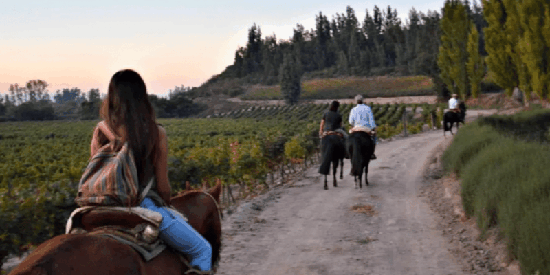 Ensenada: Horseback Riding at the Vineyards - Experience Highlights