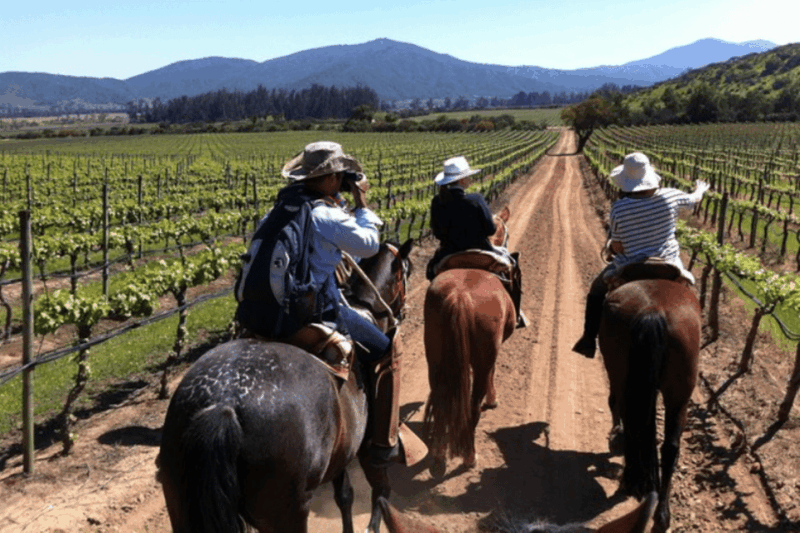Ensenada: Horseback Riding at the Vineyards - Riding Through Picturesque Vineyards