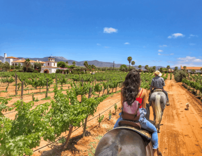 Ensenada: Horseback Riding at the Vineyards - Relax on Well-Trained Horses