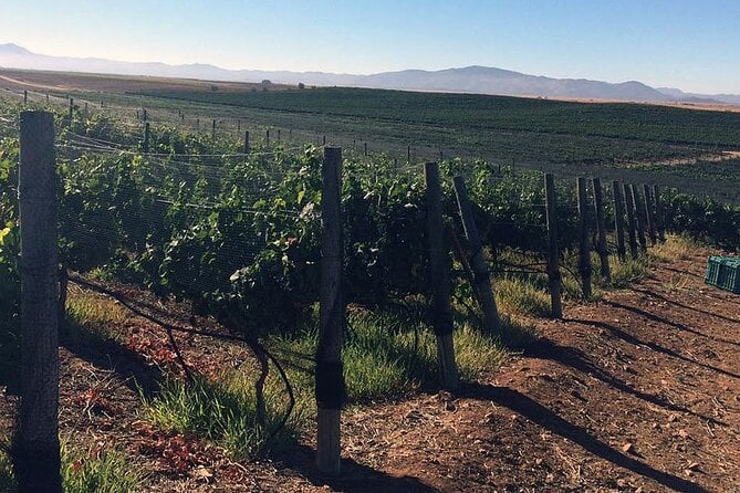 Ensenada Shore Excursion: Wine and Cheese Tour With Lunch in Ojos Negros Valley - Recommendations and Tips