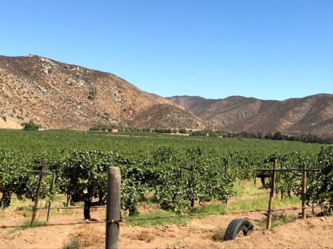 Ensenada: Wine Tasting Tour in Valle De Guadalupe - Customer Feedback