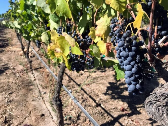 Ensenada: Wine Tasting Tour in Valle De Guadalupe - Flexible Booking Options