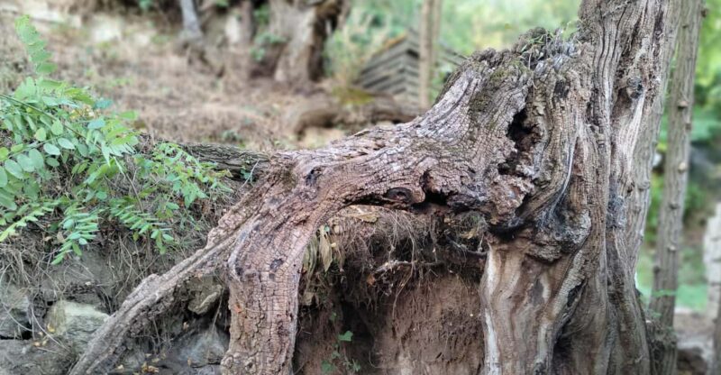 Enter the Painting, Touch the Roots and Go Back in Time ! - Tour Overview and Pricing