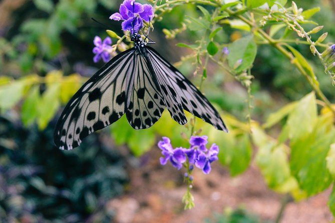 Entopia Butterfly Farm & Tropical Spice Garden Tour - Additional Information