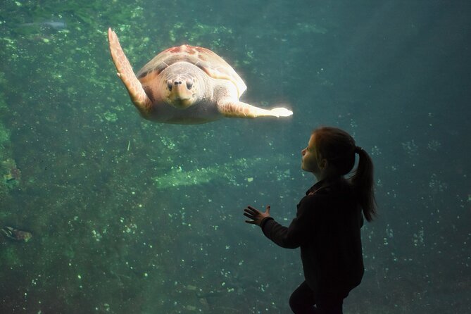 Entrance Ticket Nausicaa, the Biggest Aquarium in Europe - Visiting Hours and Accessibility
