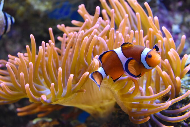 Entrance Ticket Nausicaa, the Biggest Aquarium in Europe - Diversity of Marine Life and Exhibits