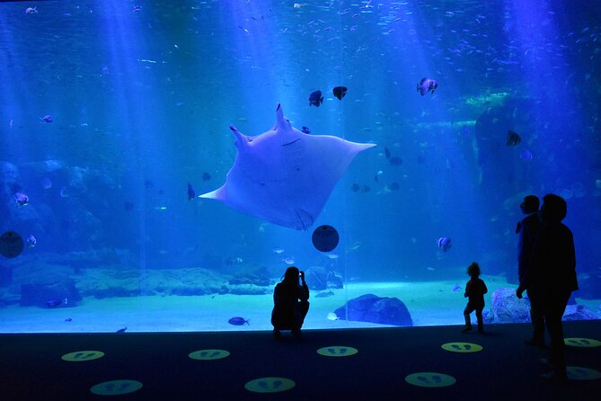 Entrance Ticket Nausicaa, the Biggest Aquarium in Europe - Suggestions for Improvement
