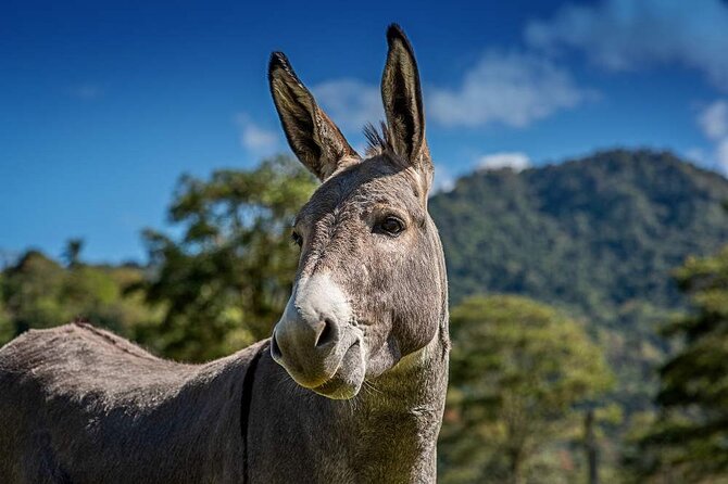 Entrance Ticket to the Farm of Hacienda Orosi - Key Points