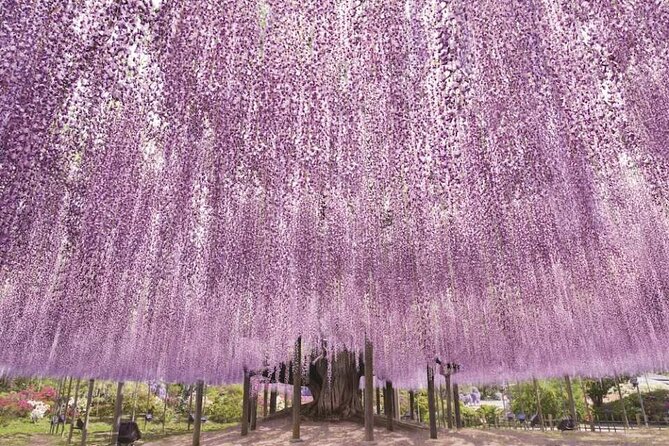 Entry Ticket to Ashikaga Flower Park in Japan - Admission and Accessibility