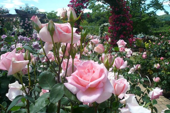 Entry Ticket to Ashikaga Flower Park in Japan - Frequently Asked Questions