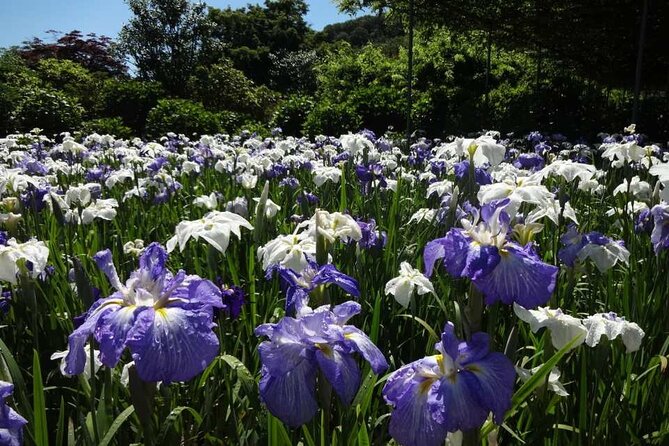 Entry Ticket to Ashikaga Flower Park in Japan - Additional Details