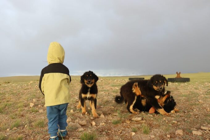 Epic Mongolian Gobi Nature Tour: 4 Nights 5 Days - Emergency and Insurance