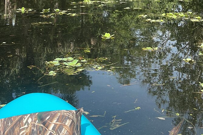 Epic Paddleboarding & Wildlife Adventure - Engaging Wildlife Encounter