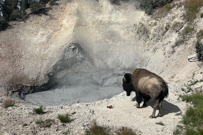 Epic Yellowstone Private Tour - Wildlife Watching in Yellowstone