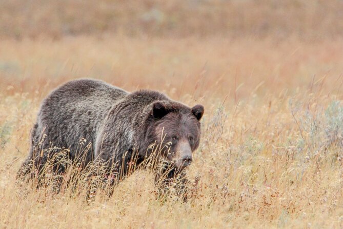 Epic Yellowstone Private Tour - Inclusions