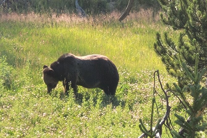 Epic Yellowstone Private Tour - Private Guide Expertise