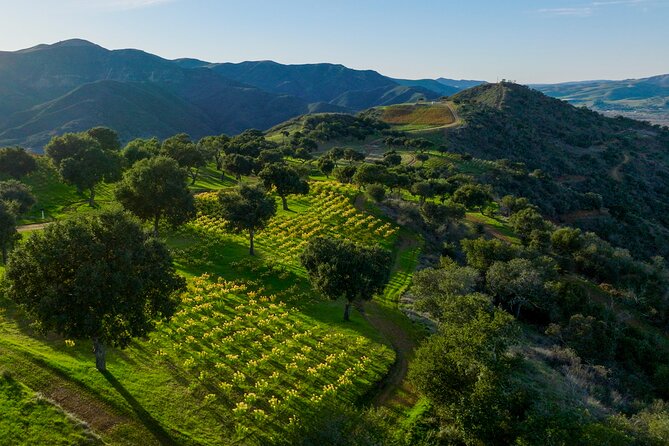 Epic Zipline Tour Near Santa Barbara - Key Points